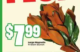 Chalo FreshCo Large Magnolia 4-Stem Bunch offer
