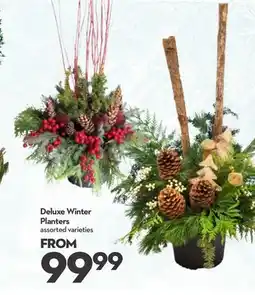 Longo's Deluxe Winter Planters offer