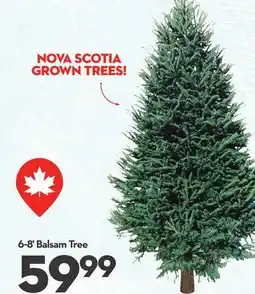 Longo's 6-8' Balsam Tree offer