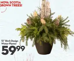 Longo's 13˝ Birch Design Winter Planter offer