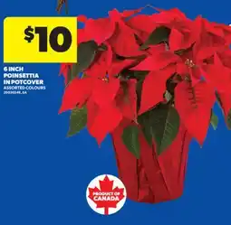 Real Canadian Superstore 6 INCH POINSETTIA IN POTCOVER offer