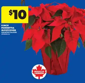 Real Canadian Superstore 6 INCH POINSETTIA IN POTCOVER offer