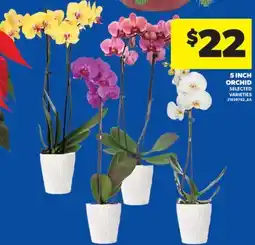 Real Canadian Superstore 5 INCH ORCHID offer