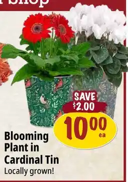 Farm Boy Blooming Plant in Cardinal Tin offer