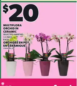 Independent Grocer MULTIFLORA ORCHID IN CERAMIC, 3.5 INCH, EACH offer
