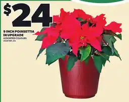 Loblaws 9 INCH POINSETTIA IN UPGRADE offer