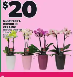 Loblaws MULTIFLORA ORCHID IN CERAMIC offer