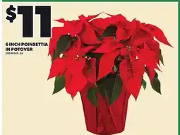Loblaws 6 INCH POINSETTIA IN POTOVER offer