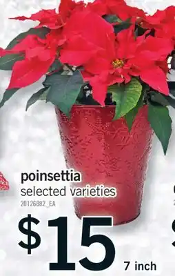 Fortinos POINSETTIA, 7 INCH offer