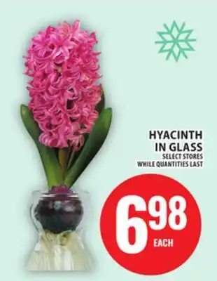 Food Basics HYACINTH IN GLASS offer
