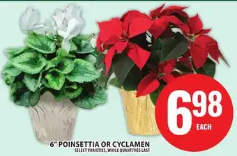 Food Basics 6 POINSETTIA OR CYCLAMEN offer