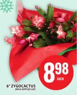 Food Basics 6 ZYGOCACTUS offer