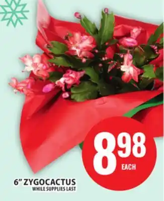 Food Basics 6 ZYGOCACTUS offer