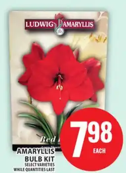 Food Basics AMARYLLIS BULB KIT offer