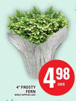 Food Basics 4 FROSTY FERN offer