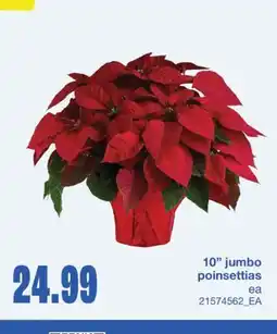 Wholesale Club 10 JUMBO POINSETTIAS offer