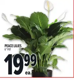 Metro PEACE LILIES offer