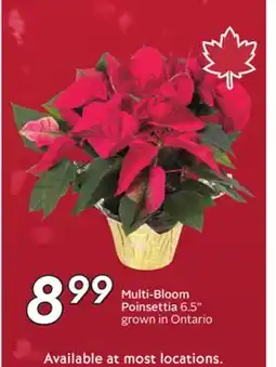 Sobeys Multi-Bloom Poinsettia offer