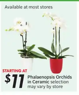 Sobeys Phalaenopsis Orchids in Ceramic offer