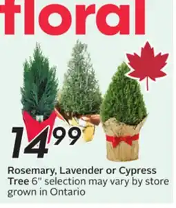 Sobeys Rosemary, Lavender or Cypress Tree offer