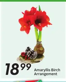 Sobeys Amaryllis Birch Arrangement offer