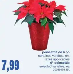 Wholesale Club POINSETTIA DE 6 PO offer