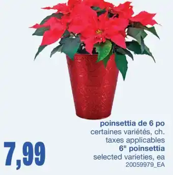 Wholesale Club POINSETTIA DE 6 PO offer
