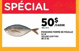 Kim Phat YELLOW LEAF FISH offer