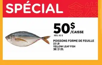 Kim Phat YELLOW LEAF FISH offer