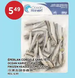 Kim Phat OCEAN HARVEST FROZEN HEADLESS SMELT FISH offer