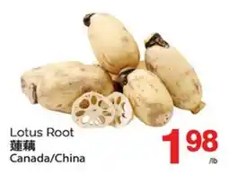 T&T Supermarket LOTUS ROOT offer