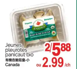 T&T Supermarket JEUNES PLEUROTES PANICAUT BIO offer