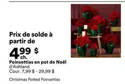 Michaels Poinsettias en pot de Noël d'Ashland offer