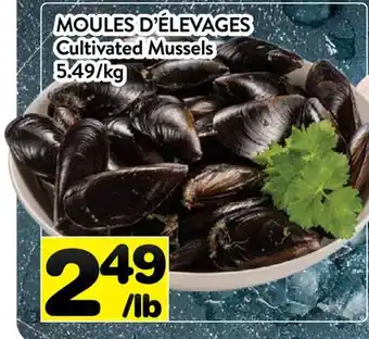 Supermarché PA MOULES D' ÉLEVAGES | Cultivated Mussels offer