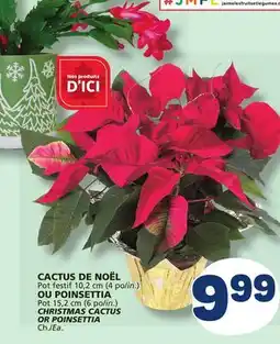 Marché Bonichoix CHRISTMAS CACTUS OR POINSETTIA offer