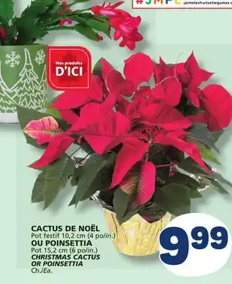 Marché Bonichoix CHRISTMAS CACTUS OR POINSETTIA offer