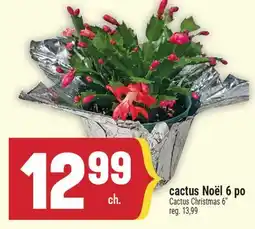 Marché Adonis CACTUS NOËL 6 PO | CACTUS CHRISTMAS 6 offer