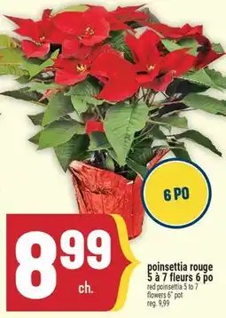Marché Adonis POINSETTIA ROUGE 5 À 7 FLEURS 6 PO | FLOWERS 6 POT offer