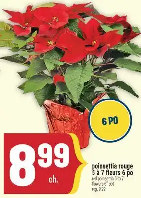 Marché Adonis POINSETTIA ROUGE 5 À 7 FLEURS 6 PO | FLOWERS 6 POT offer