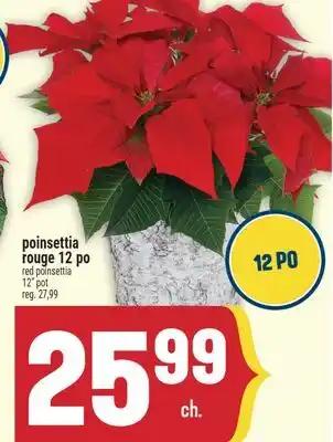 Marché Adonis POINSETTIA ROUGE 12 PO | RED POINSETTIA 12 POT offer