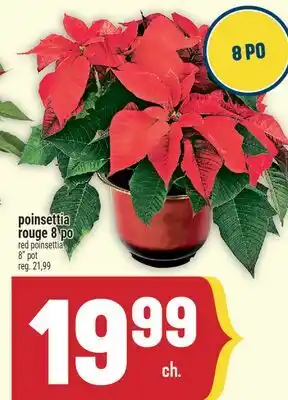 Marché Adonis POINSETTIA ROUGE 8 PO | RED POINSETTIA 8 POT offer