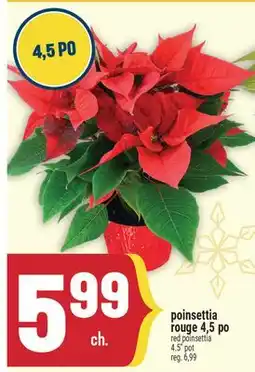 Marché Adonis POINSETTIA ROUGE 4,5 PO | RED POINSETTIA 4.5 POT offer