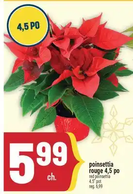 Marché Adonis POINSETTIA ROUGE 4,5 PO | RED POINSETTIA 4.5 POT offer