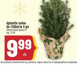 Marché Adonis ÉPINETTE NAINE DE L'ALBERTA 4 PO | ALBERTA DWARF SPRUCE 4 offer