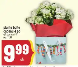 Marché Adonis PLANTE BOÎTE CADEAU 4 PO | GIFT BOX PLANT 4 offer