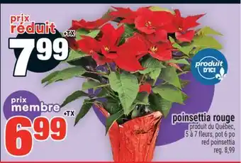 Super C poinsettia rouge | red poinsettia offer
