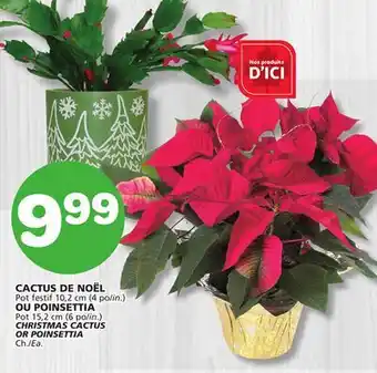 Marches Tradition CHRISTMAS CACTUS CHRISTMAS CACTUS offer