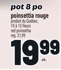 Metro POT 8 PO POINSETTIA ROUGE | RED POINSETTIA offer