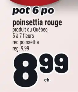 Metro POINSETTIA ROUGE | RED POINSETTIA offer