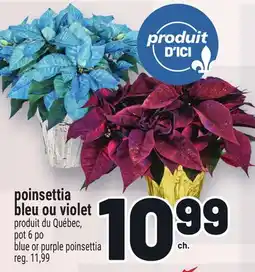 Metro POINSETTIA BLEU OU VIOLET | BLUE OR PURPLE POINSETTIA offer